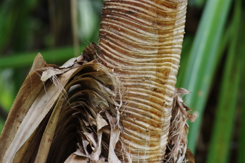 tronc du pandanus
