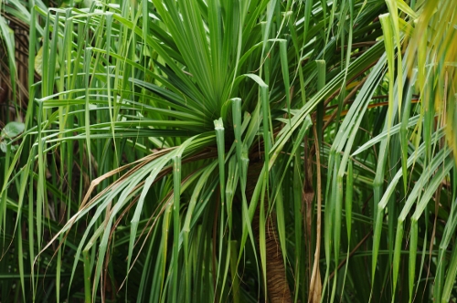 pandanus