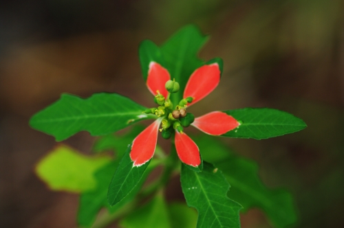 Poinsettia sauvage