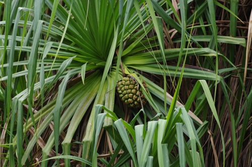 pandanus et le fruit