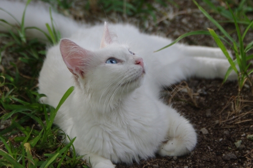 chatte de la pension