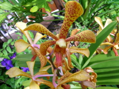 orchidee