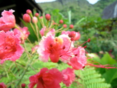 flamboyant