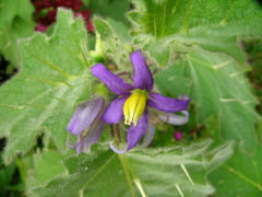 solanum