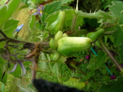 mammosum