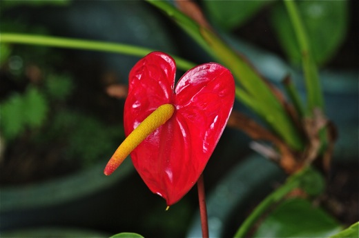 Anthurium, dec 2010 Anthurium