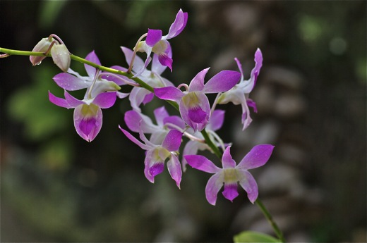 Orchidées, dec 2010 Orchidées