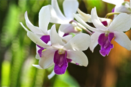 Orchidées, dec 2010 Orchidées