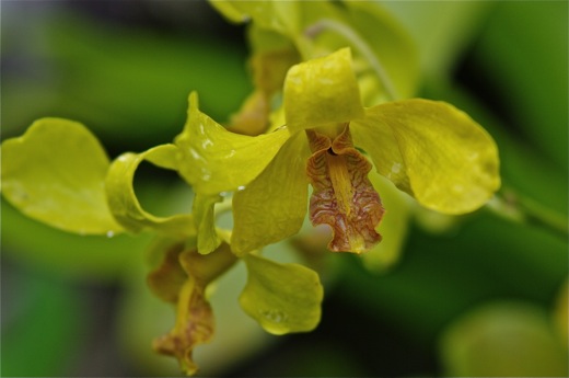 Orchidées, dec 2010 Orchidées