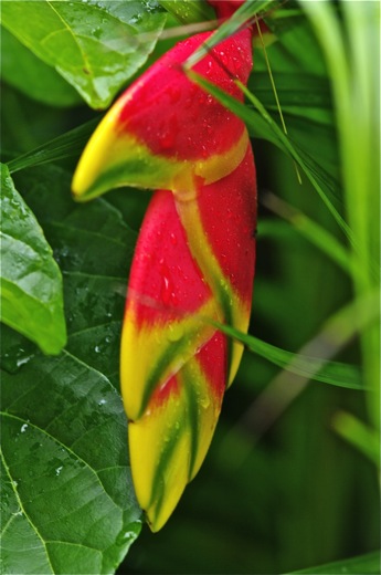Heliconia rostrata, dec 2010 Heliconia rostrata