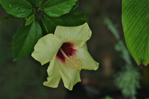 Hibiscus, dec 2010 Hibiscus