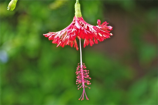 Hibiscus, rose de Chine, dec 2010 Hibiscus, rose de Chine