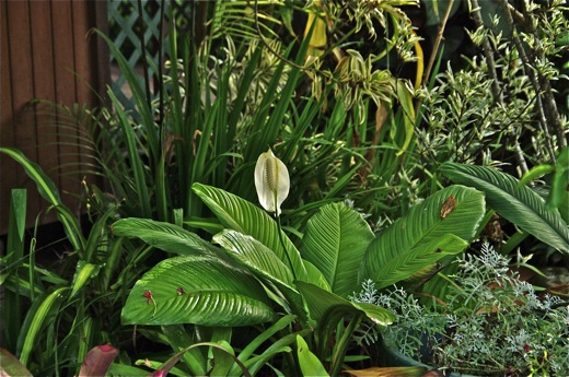 Spathiphyllum, dec 2010 Spathiphyllum