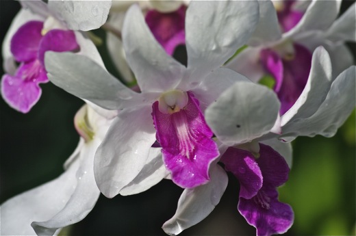 Orchidées, dec 2010 Orchidées