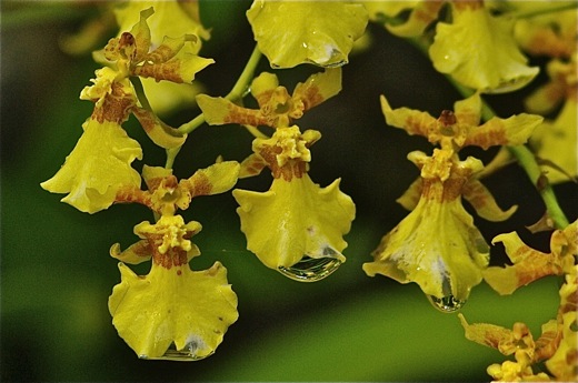 Orchidée