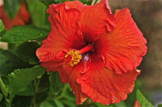 Hibiscus, dec 2010 Hibiscus