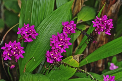 Orchidées, dec 2010 Orchidées