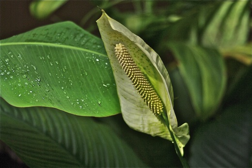 Spathiphyllum, dec 2010 Spathiphyllum