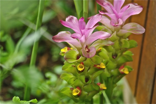 Zédoaire (gingembre ornemental), dec 2010 Zédoaire (gingembre ornemental)