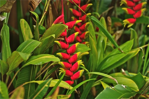 Heliconia rostrata, dec 2010 Heliconia rostrata