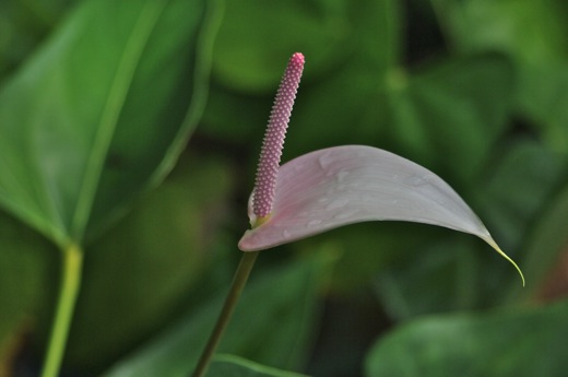 Anthurium, dec 2010 Anthurium