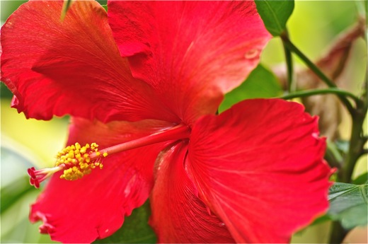Hibiscus, dec 2010 Hibiscus