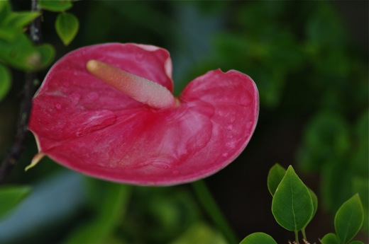 Anthurium, dec 2010 Anthurium