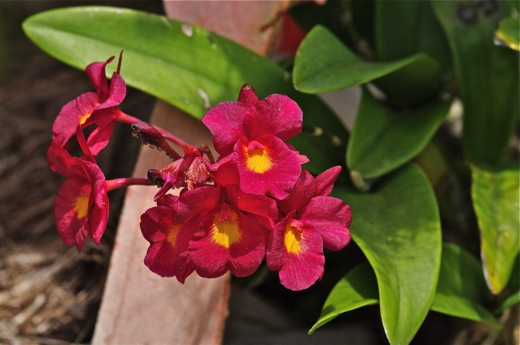 Orchidées, dec 2010 Orchidées