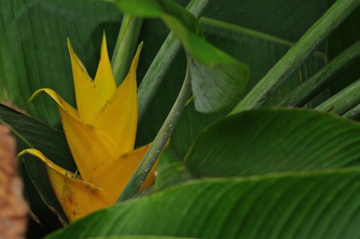 Heliconia imbricata, nov 2010 Heliconia imbricata