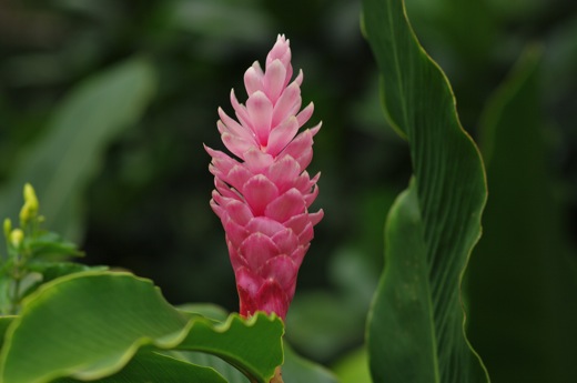 Alpinia, nov 2010 Alpinia