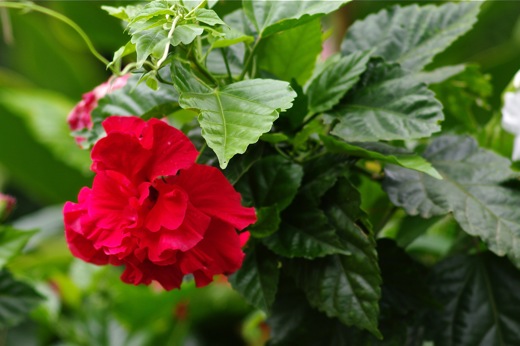 hibiscus double, nov 2010 hibiscus double