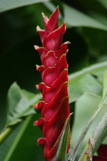 Heliconia imbricata, nov 2010 Heliconia imbricata