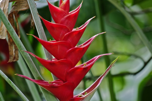 Heliconia imbricata, nov 2010 Heliconia imbricata