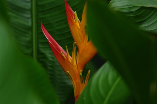Heliconia psittacorum,nov 2010 Heliconia psittacorum