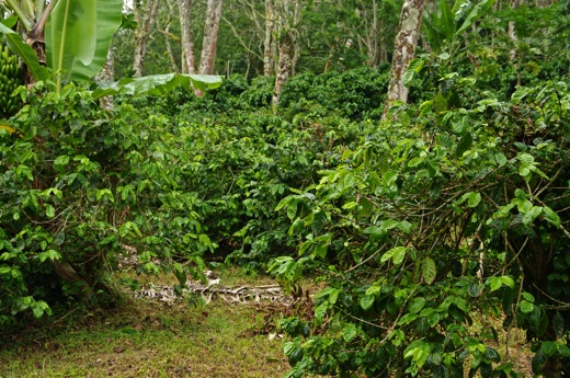 plantation de café, nov 2010 plantation de café