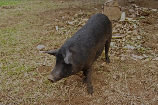 Pua'a (cochon), nov 2010 Pua'a (cochon)