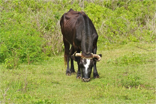 vache de Rurutu ..., dec 2010 vache de Rurutu ...