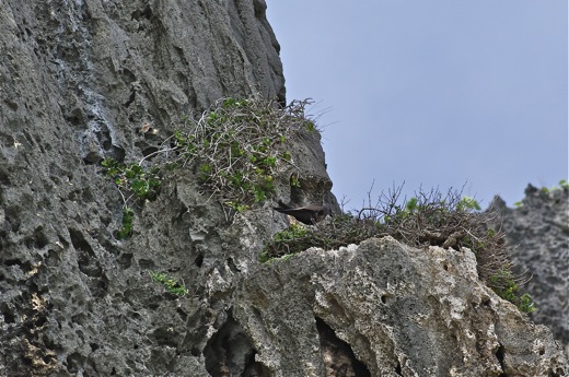 nid de Noddi,dec 2010 nid de Noddi