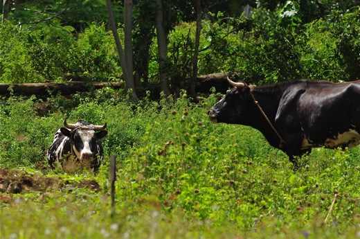 vaches à Rurutu, dec 2010 vaches à Rurutu