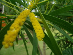 mimosa