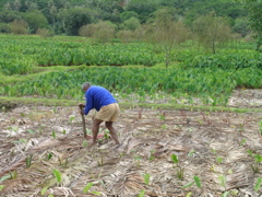 plantation