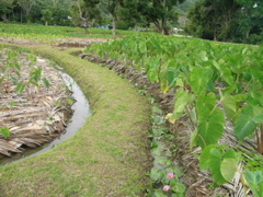 vuetaro