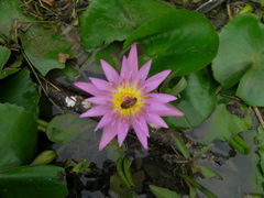 nenu