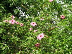 hibiscus