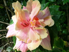 hibiscus