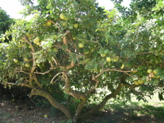pamplemousse