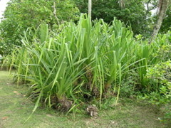 plantation