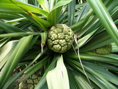 fruitfeuille