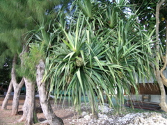 fruitfara
