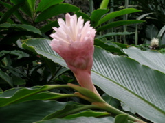 alinia
